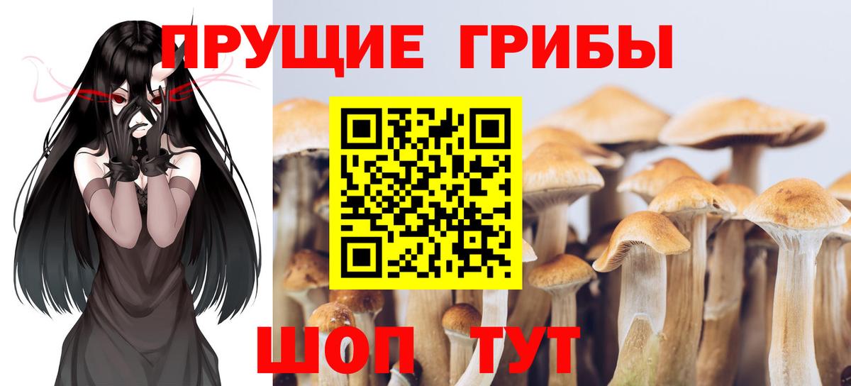 Псилоцибиновые грибы GOLDEN TEACHER Клин